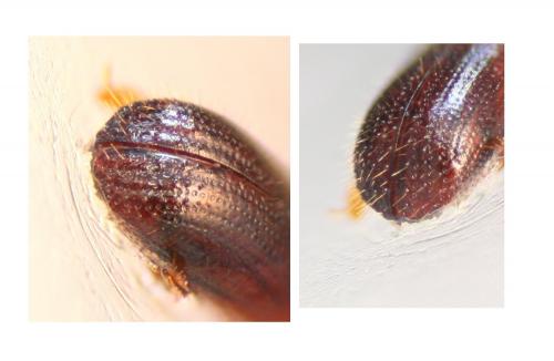 Réf. 277 619 : Xyleborus dryographus